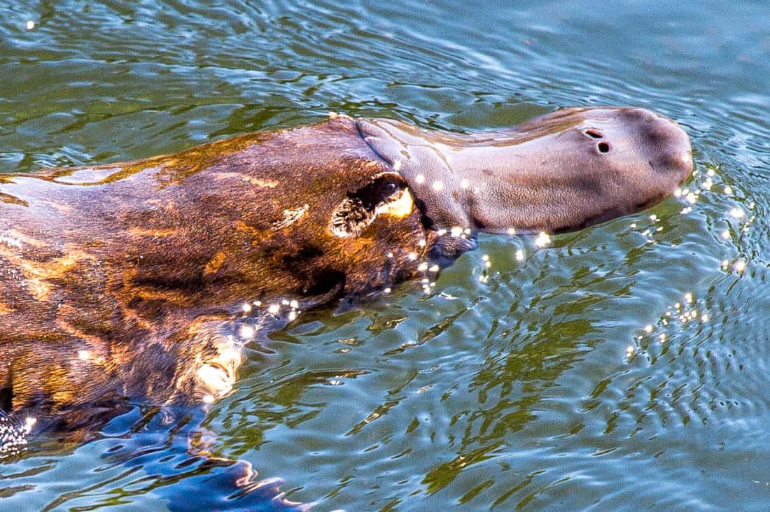 Swimming Platypus Close Up Wallpaper