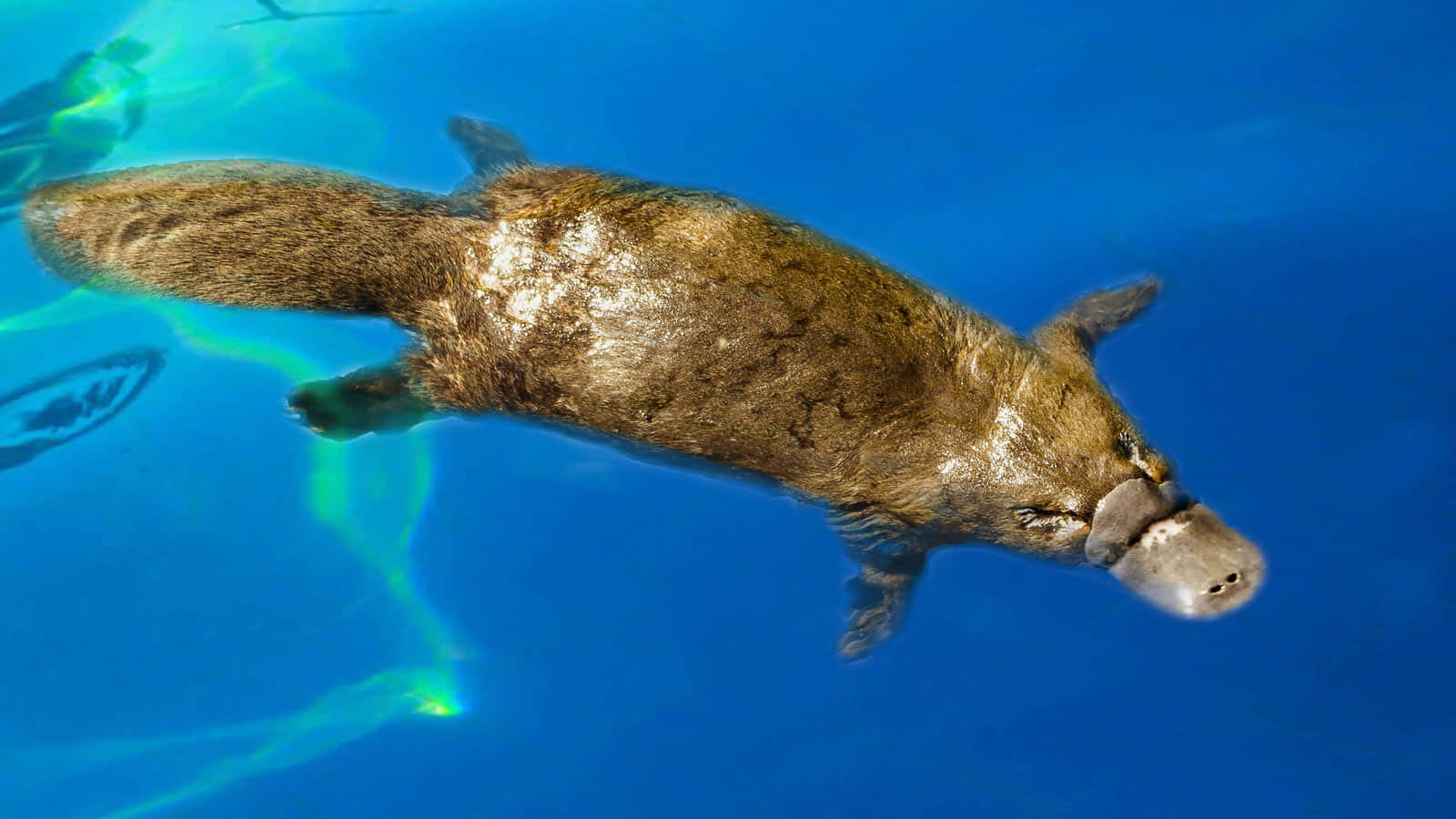 Swimming_ Platypus_ Underwater.jpg Wallpaper