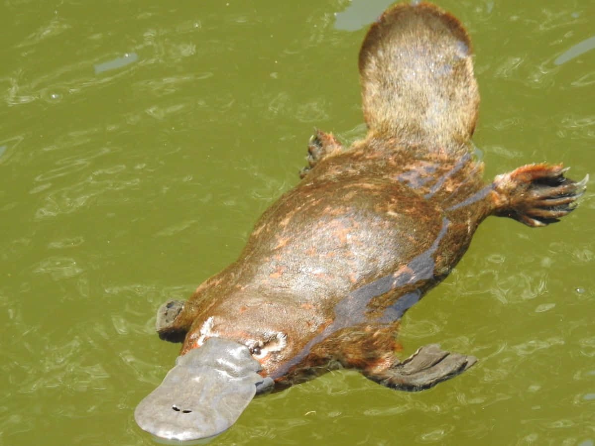 Swimming Platypus Wildlife Wallpaper