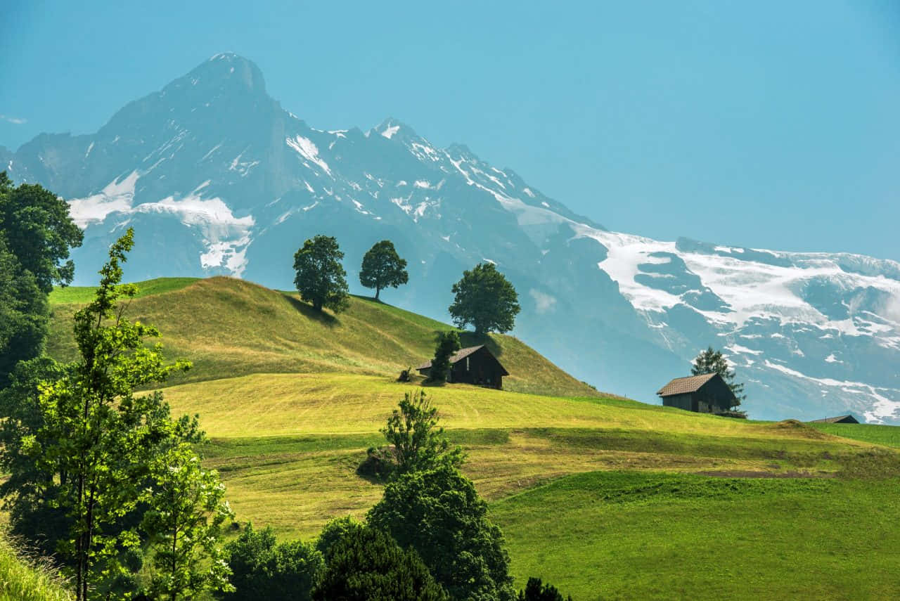 Swiss Alpine Meadowsand Mountains Wallpaper