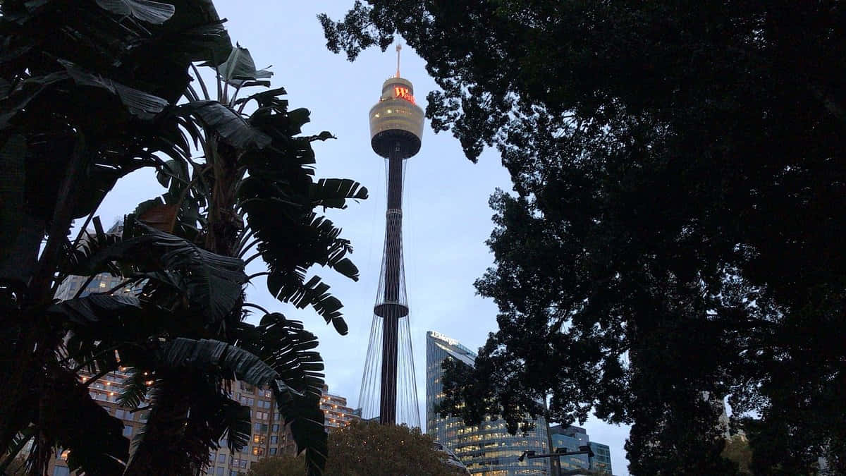 Sydney Tower Eye Dusk View Wallpaper