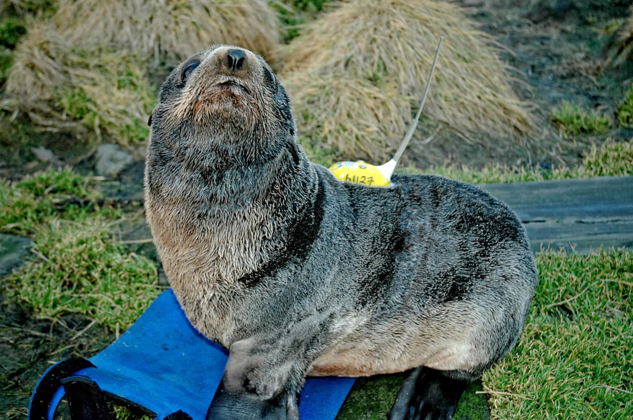 Tagged Southern Fur Seal Resting Wallpaper