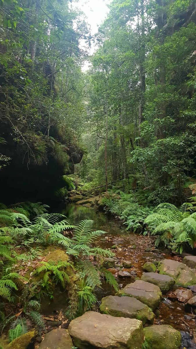 Take A Journey Through Blue Mountains National Park Wallpaper