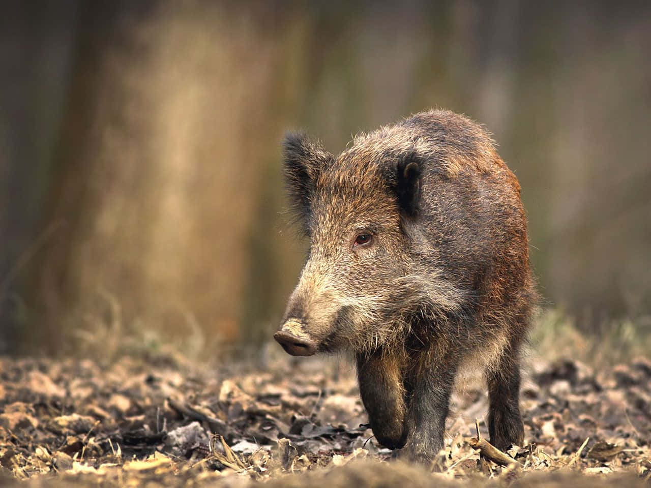 Take A Relaxing Hog Ride Through Nature Wallpaper