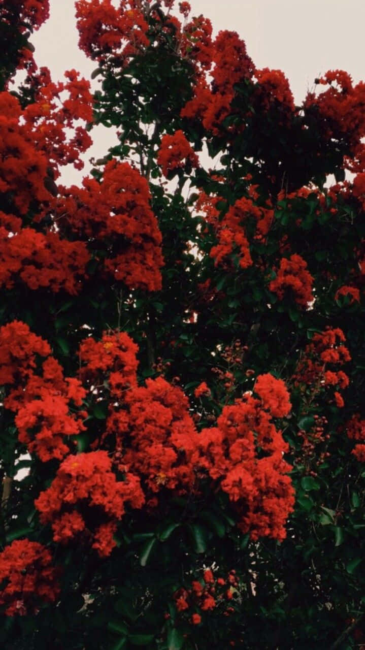 Take A Step Back And Let The Beauty Of A Red Flower Overwhelm You. Wallpaper