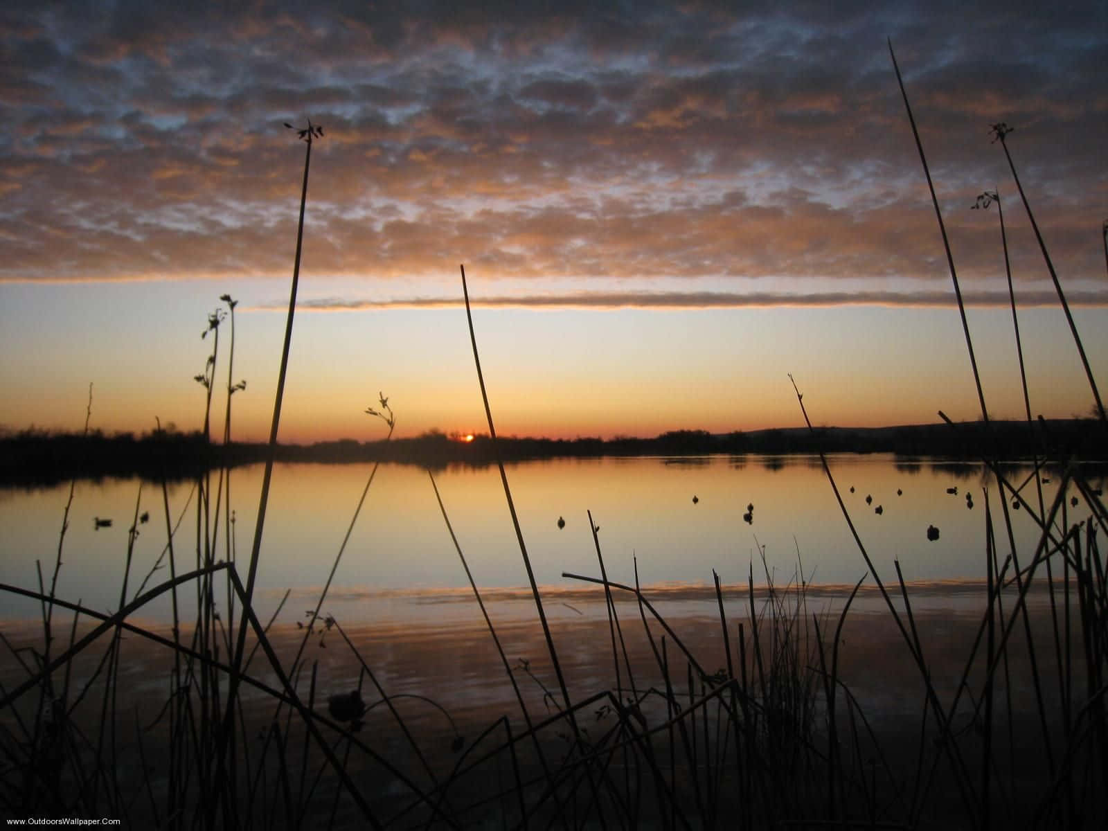 Take Aim At The Next Duck Hunting Adventure Wallpaper