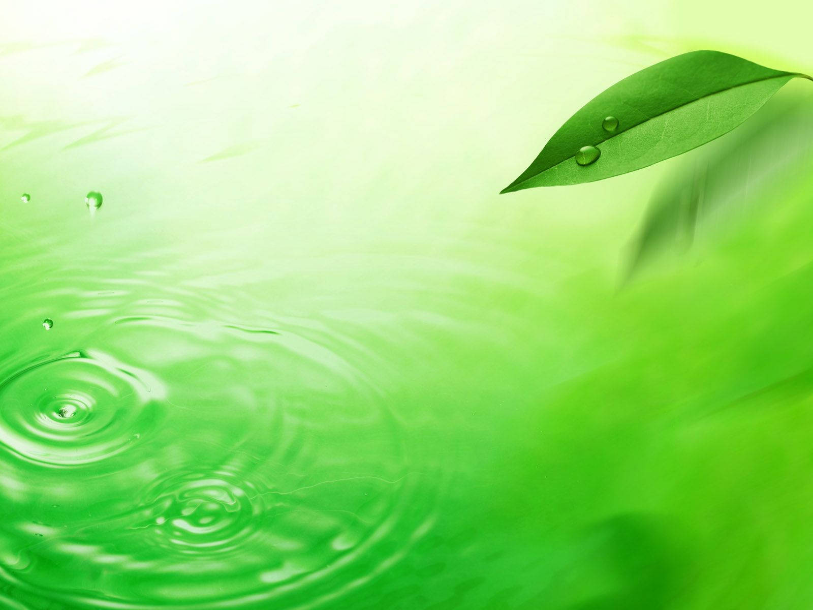 Take In The Beauty Of A Leaf Floating On The Vibrant Green Waters. Wallpaper