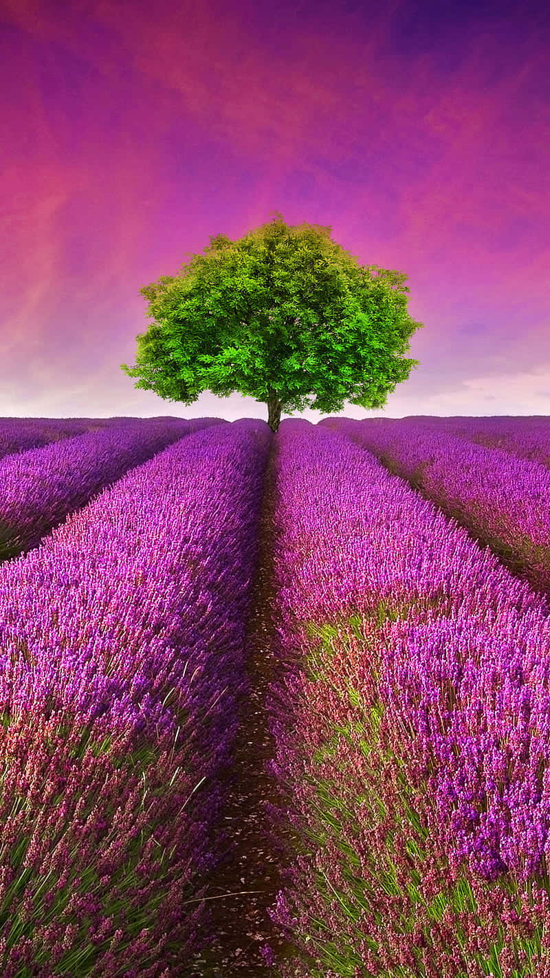 Take In The Beauty Of A Picturesque Lavender Field Wallpaper