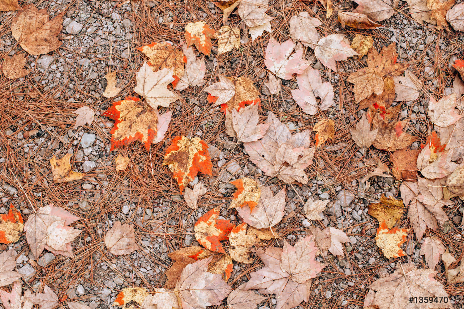 Take In The Beauty Of The Changing Colours Of Autumn. Wallpaper