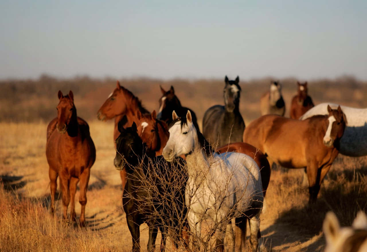 Taking In The Beauty Of A Ranch. Wallpaper