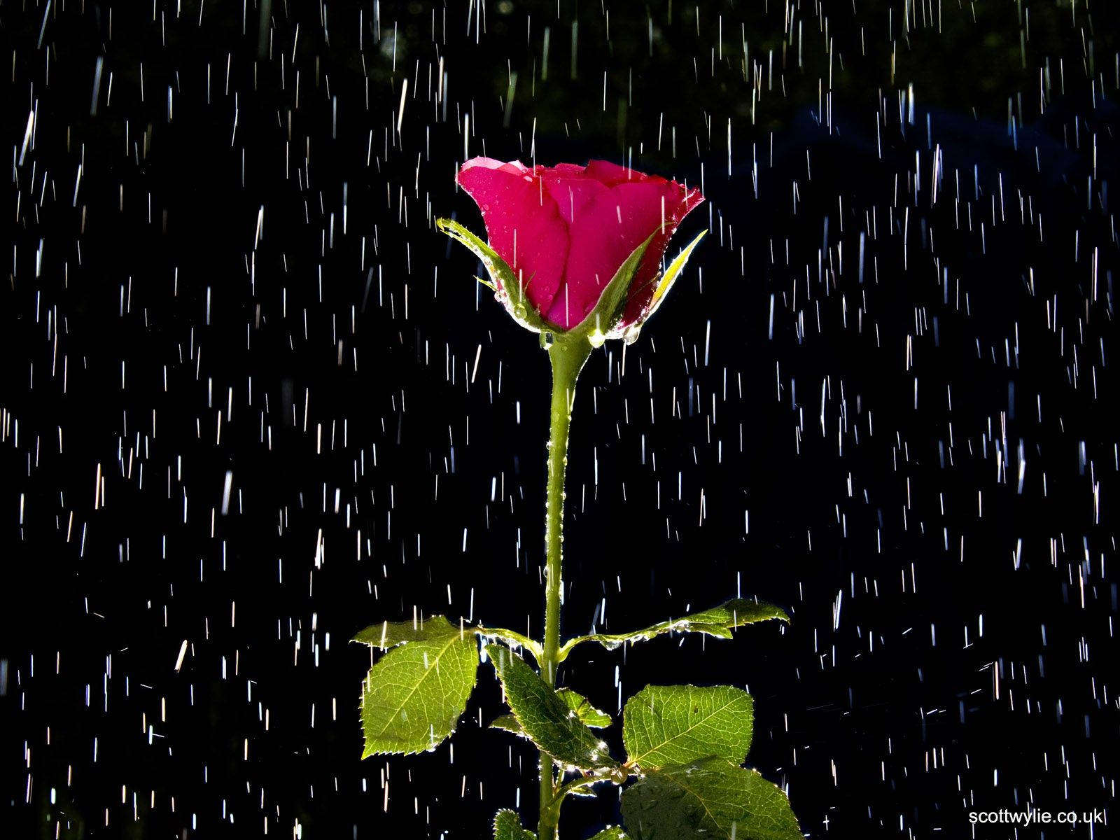 Taking In The Beauty Of The Rain Wallpaper