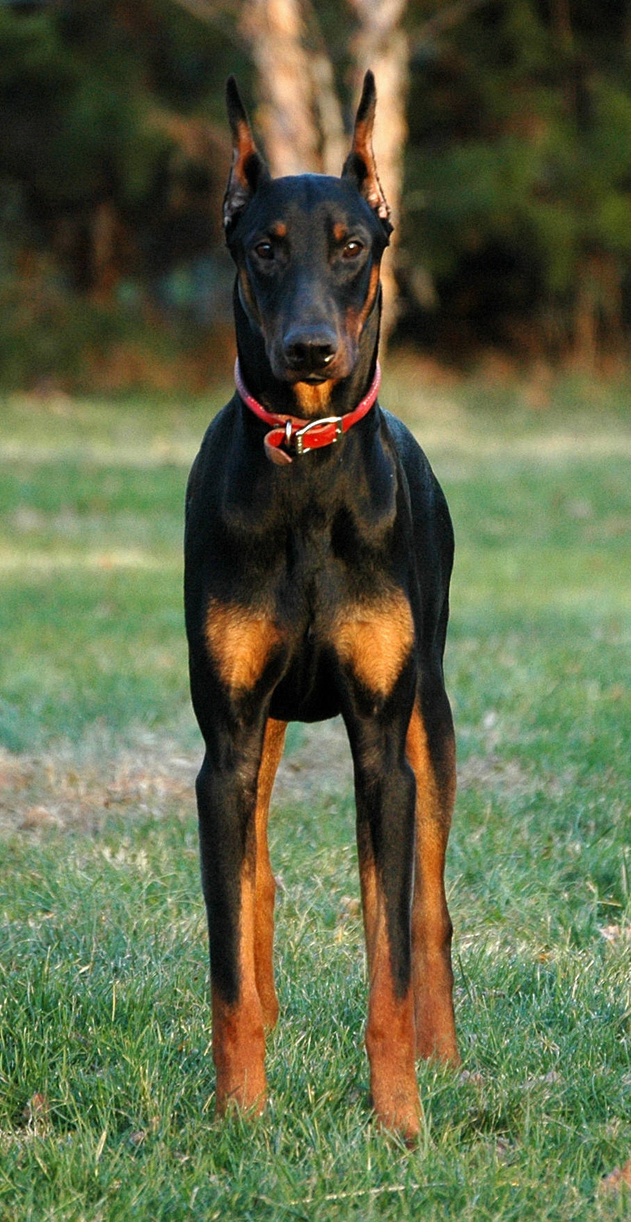 Tall Black Doberman Pinscher Wallpaper