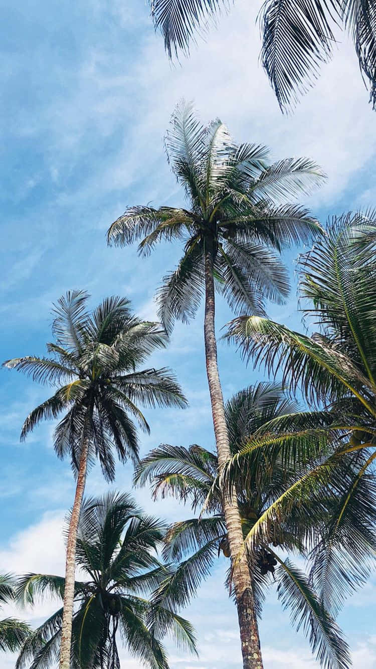 Tall Green Palm Tree Iphone Wallpaper