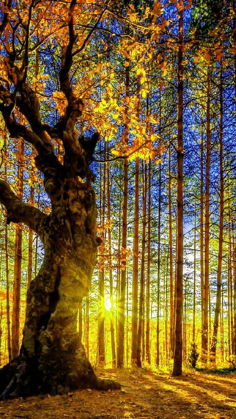 Tall Tress With Sun Rays Peeping Wallpaper