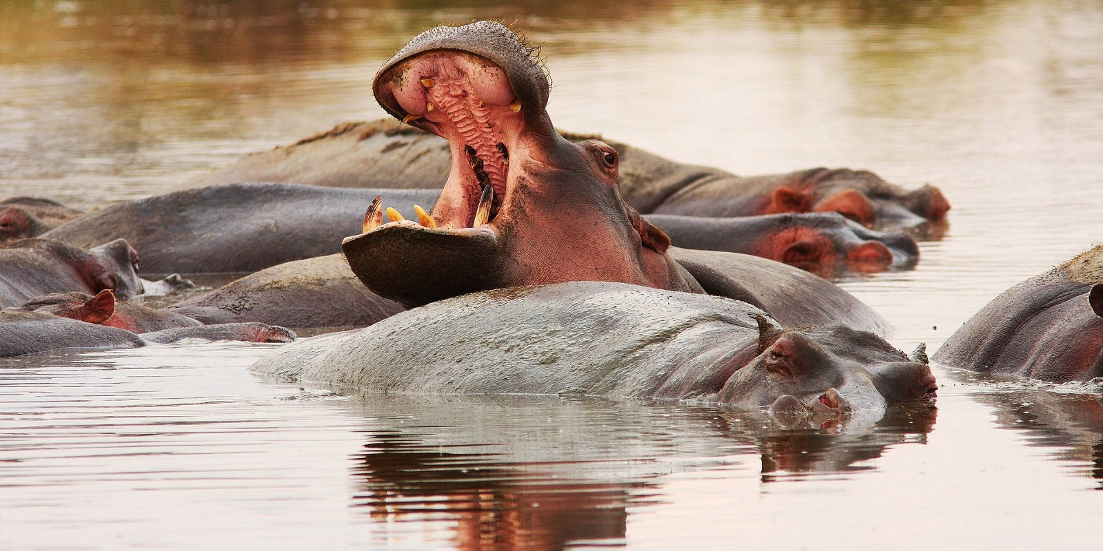 Tanzania Katavi National Park Wallpaper