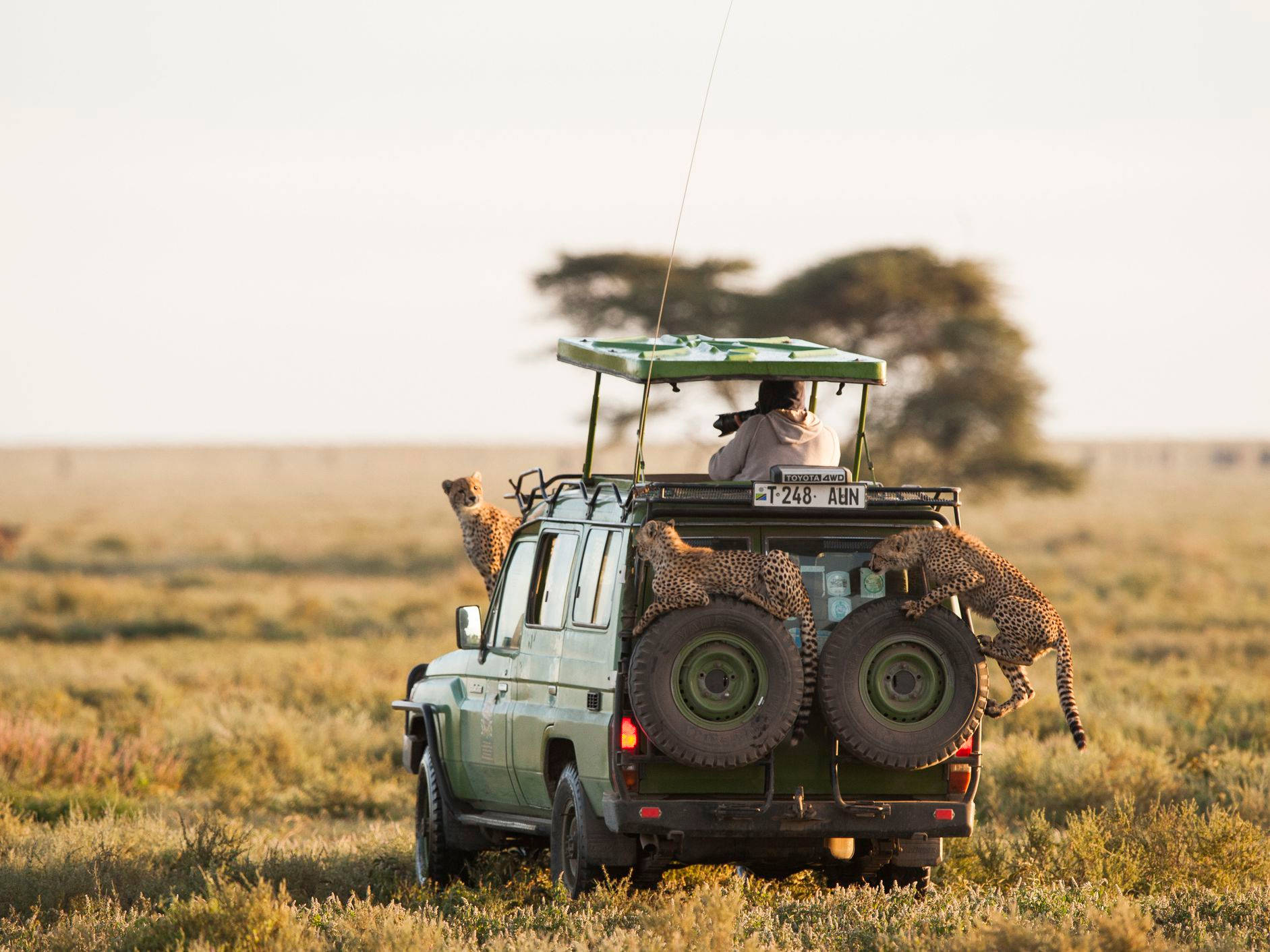 Tanzania Serengeti Park Wallpaper