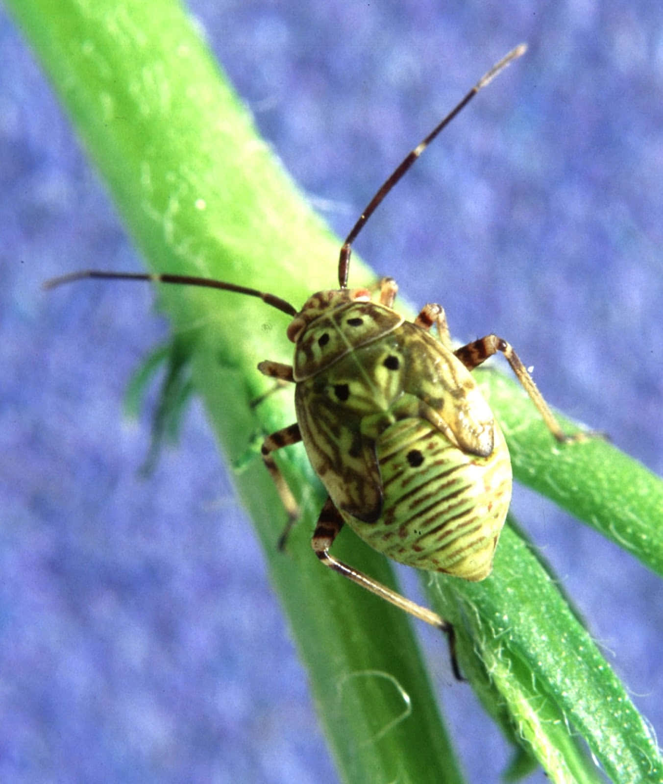 Tarnished Plant Bugon Stem Wallpaper