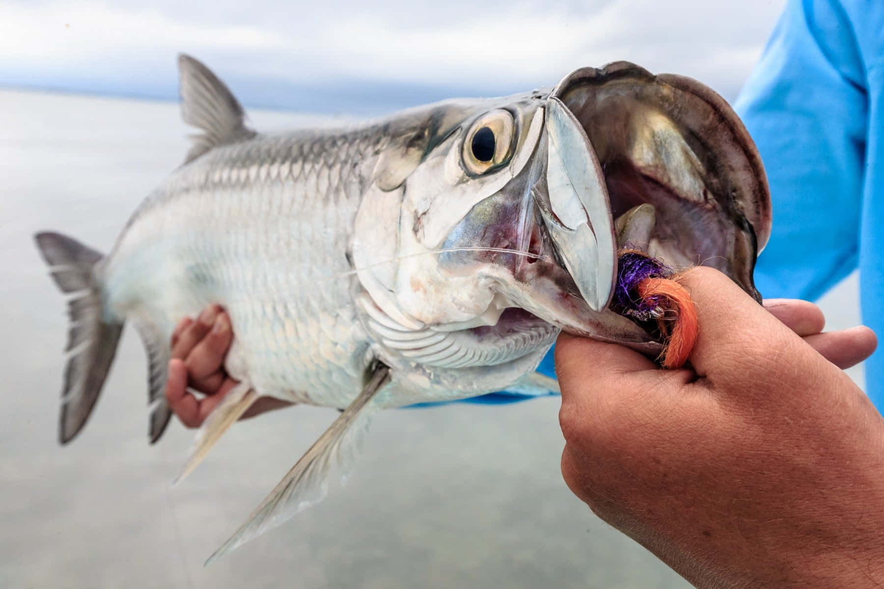 Tarpon Catchand Release Wallpaper