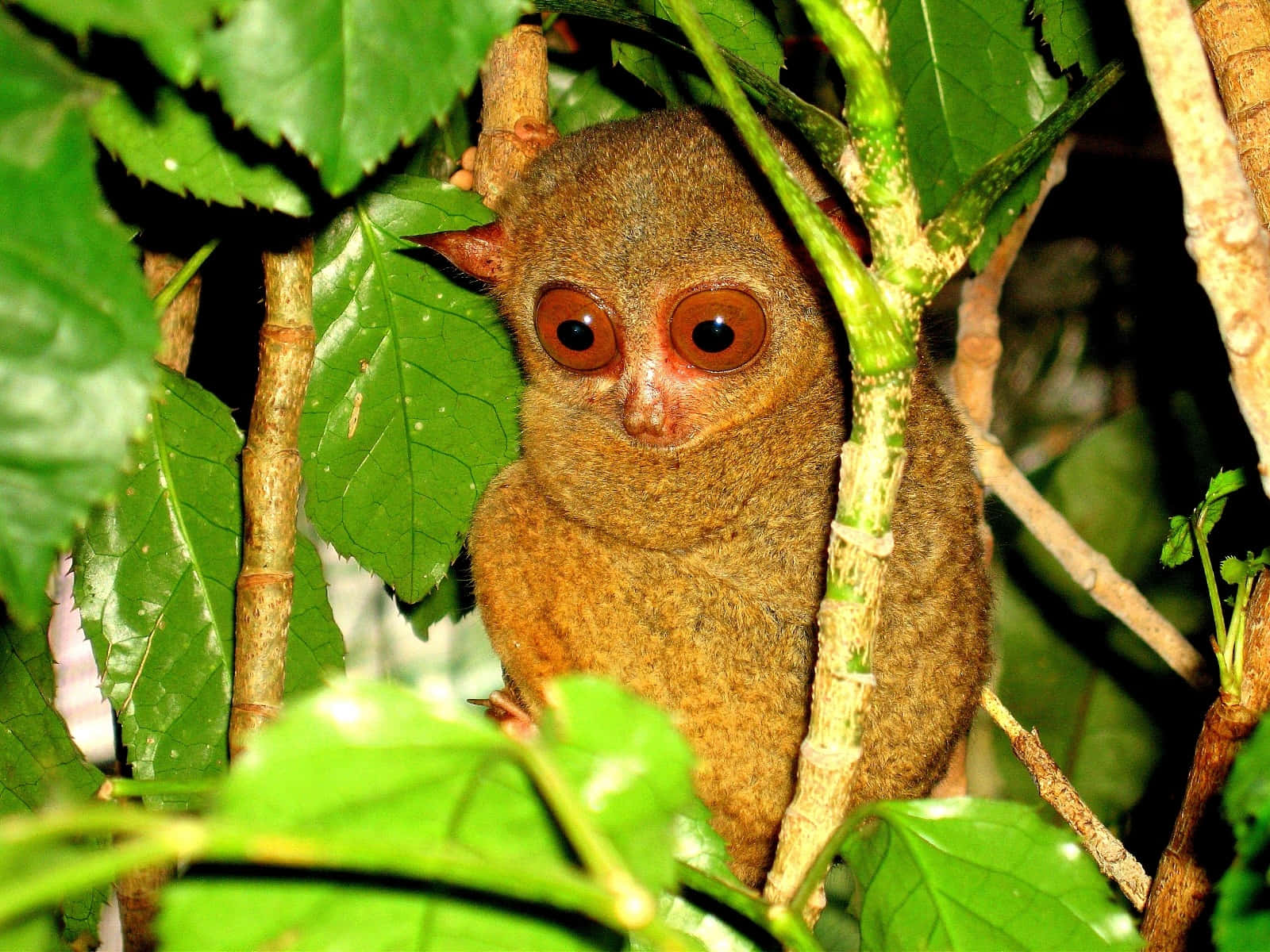 Tarsier Peeking Through Leaves Wallpaper