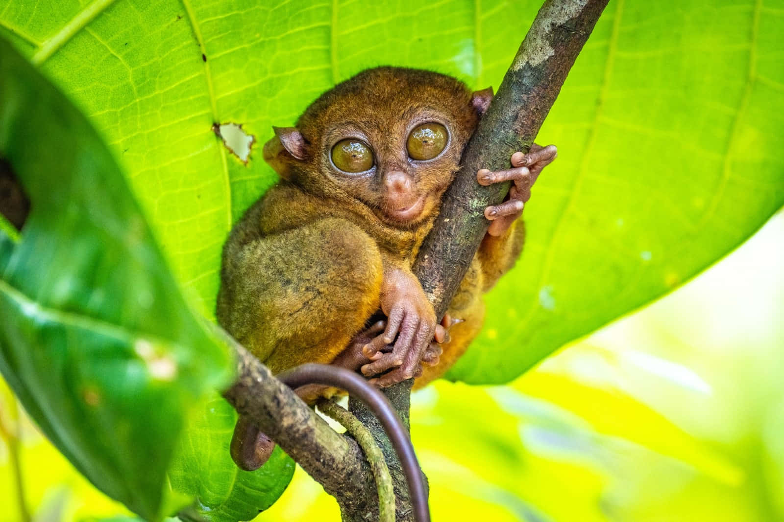 Tarsier Perched Under Green Leaf Wallpaper