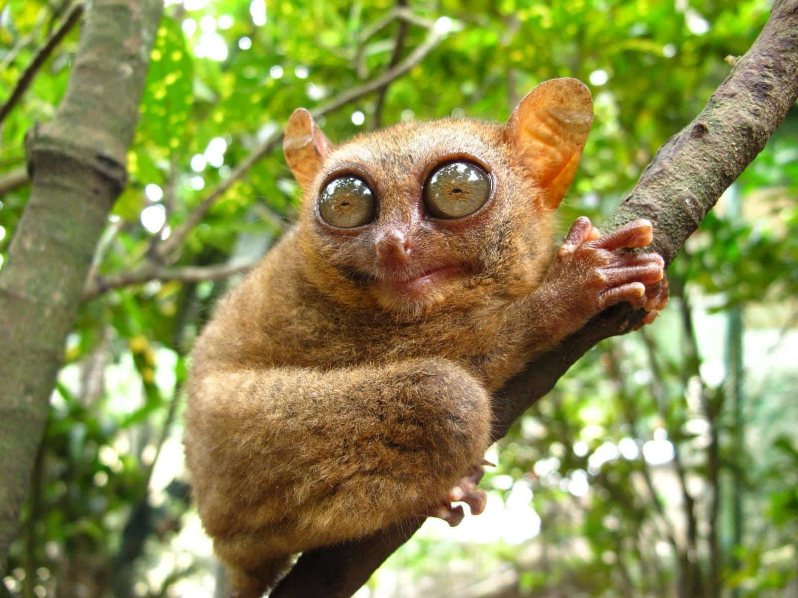 Tarsier Perchedin Greenery Wallpaper