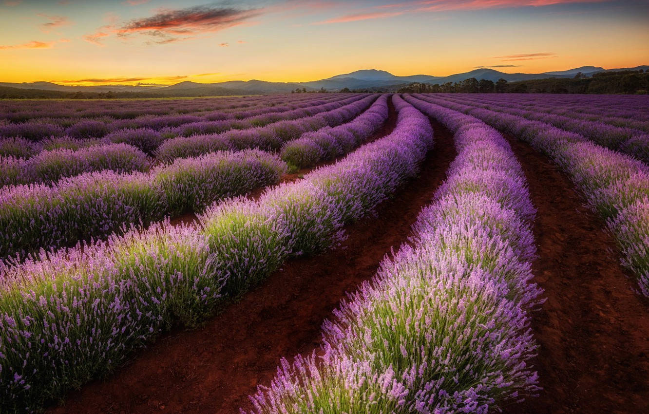 Tasmania Purple Plants Wallpaper