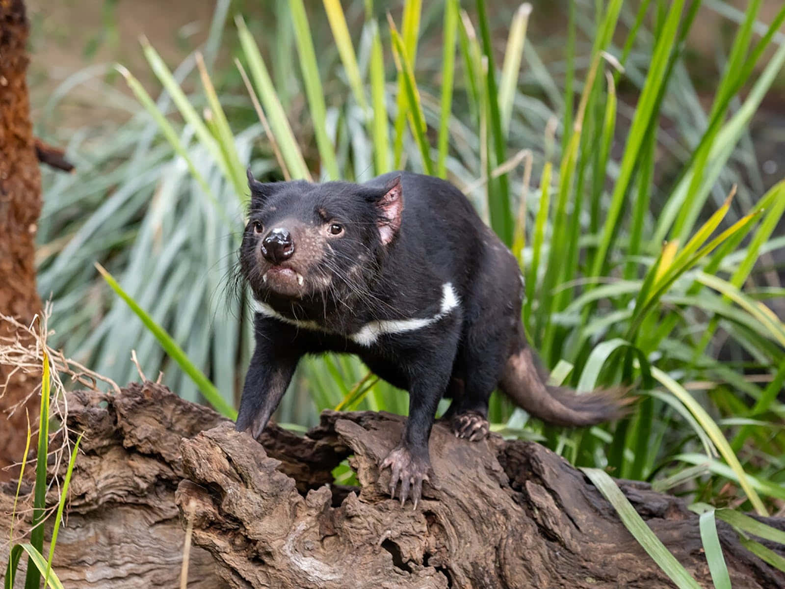 Tasmanian Devil Melbourne Zoo Wallpaper