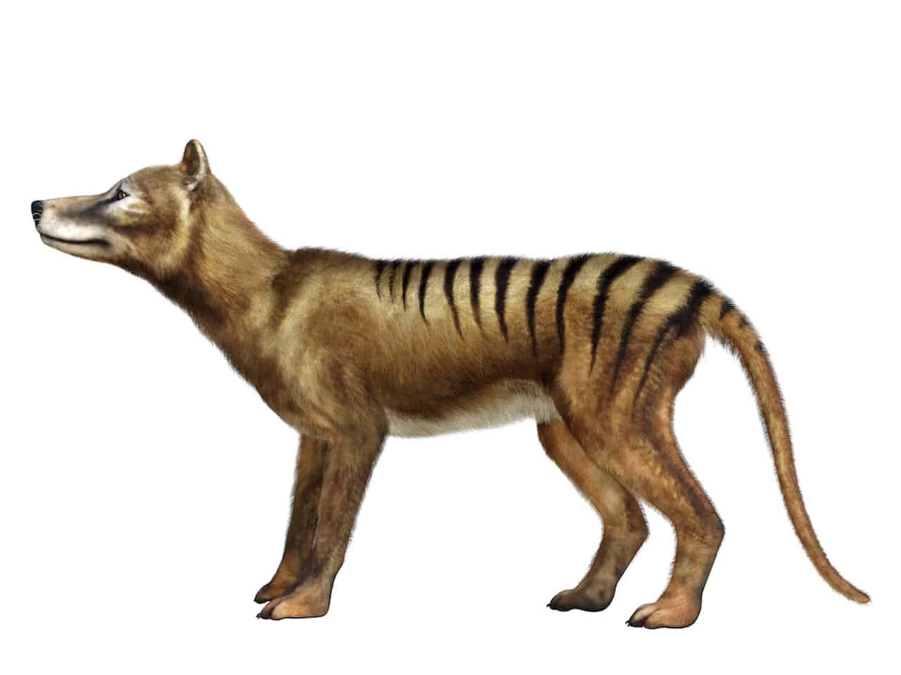 Tasmanian Tiger Illustration Wallpaper