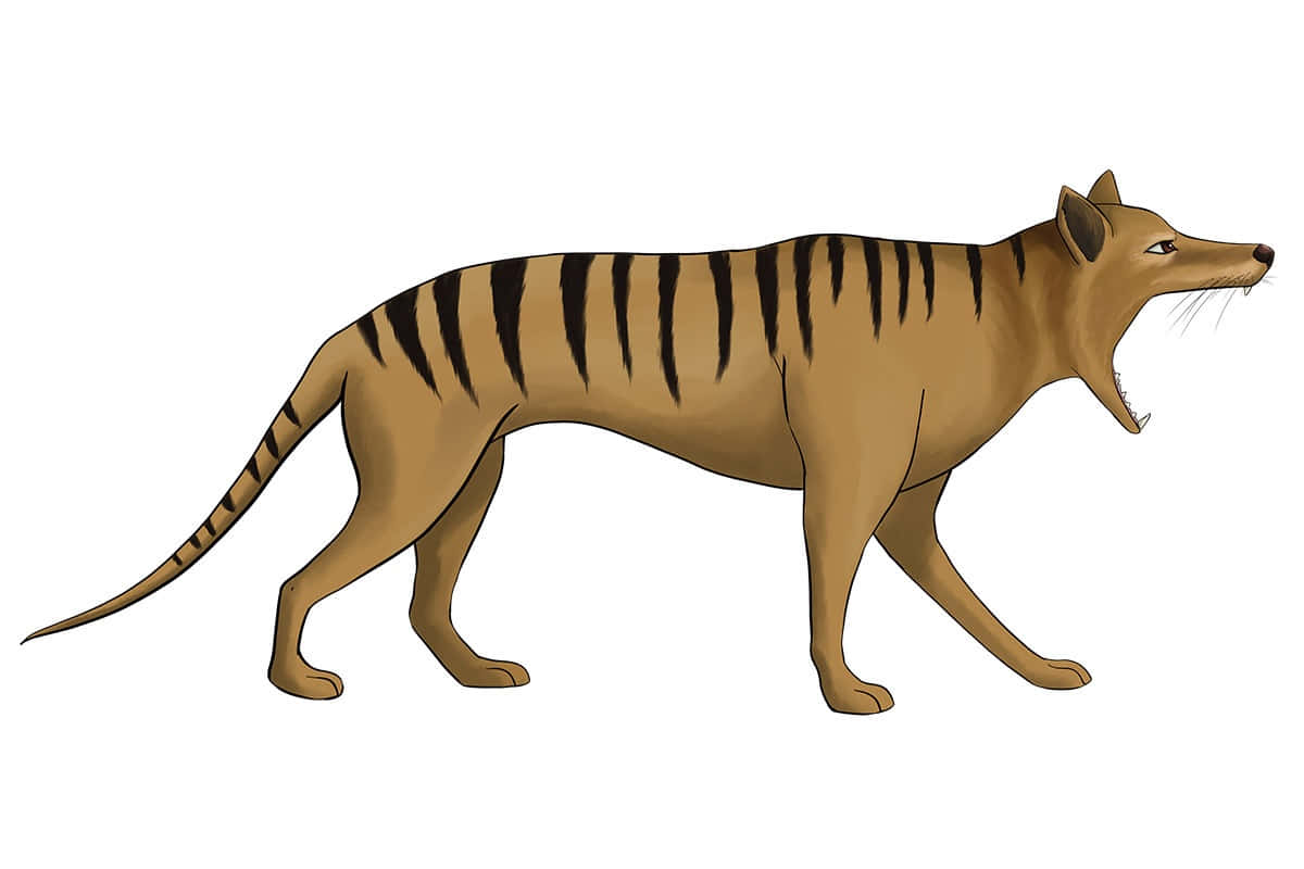 Tasmanian Tiger Illustration Wallpaper