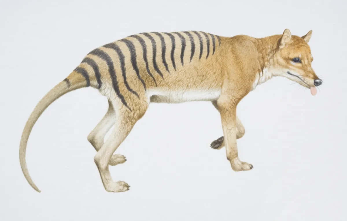 Tasmanian Tiger Profile Wallpaper