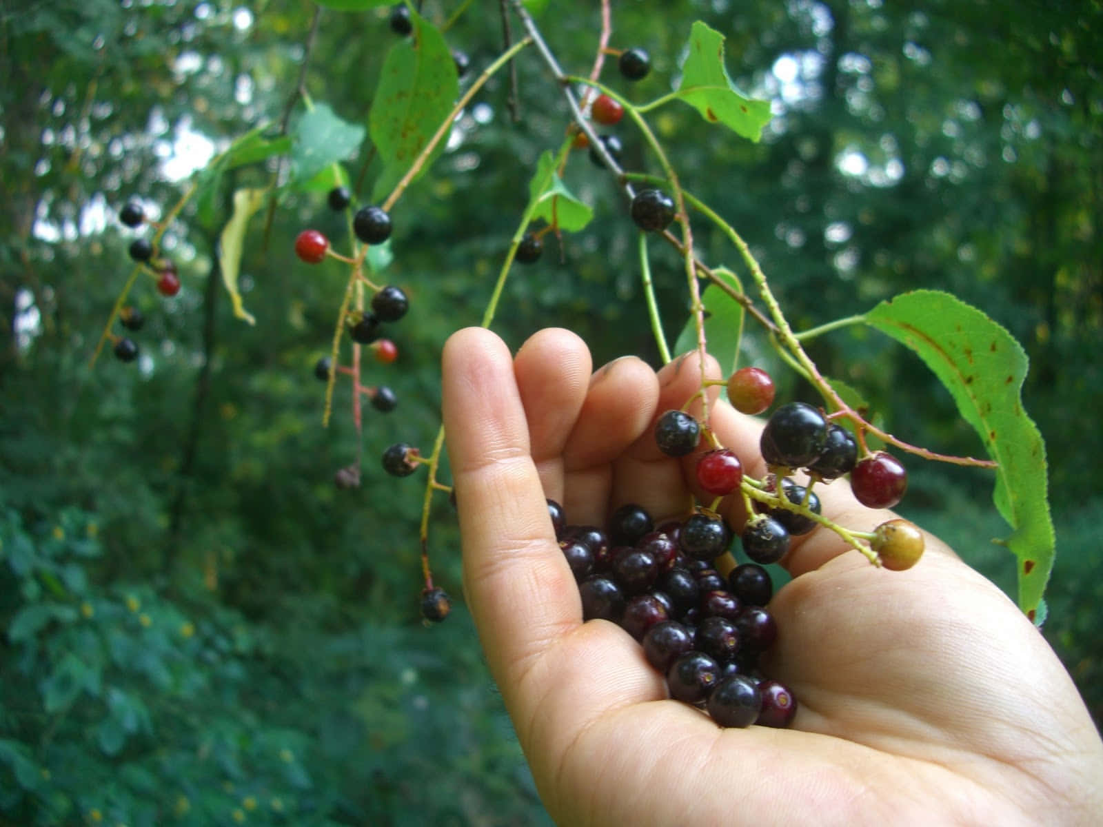 'taste The Tangy Sweetness Of The Black Cherry.' Wallpaper