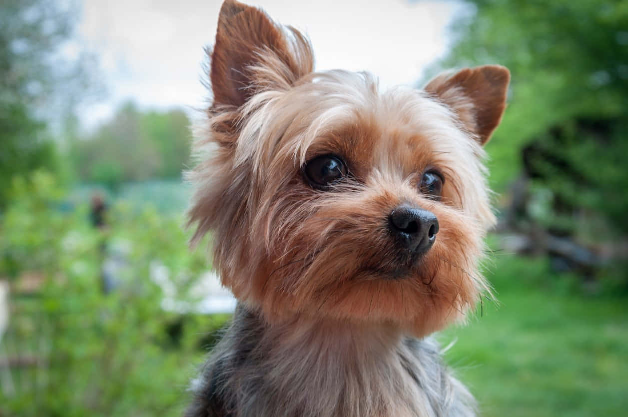 Teacup Yorkie 1257 X 835 Wallpaper