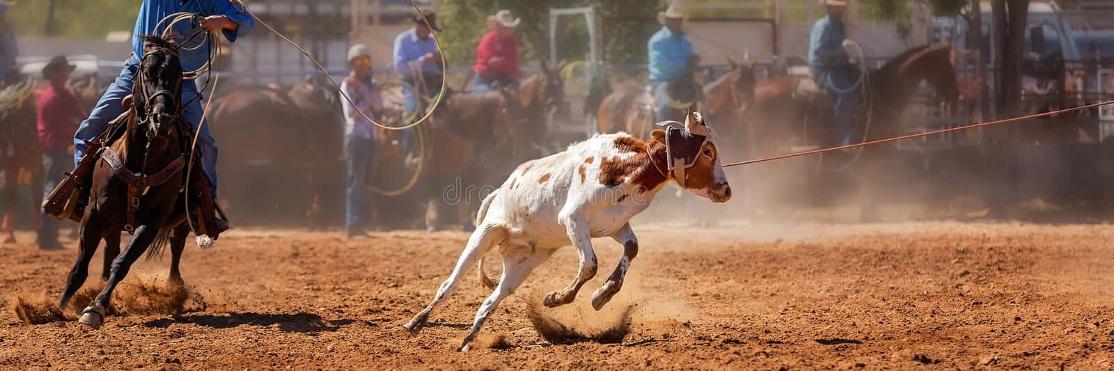 Team Roping: Testing Your Strength And Skills Wallpaper