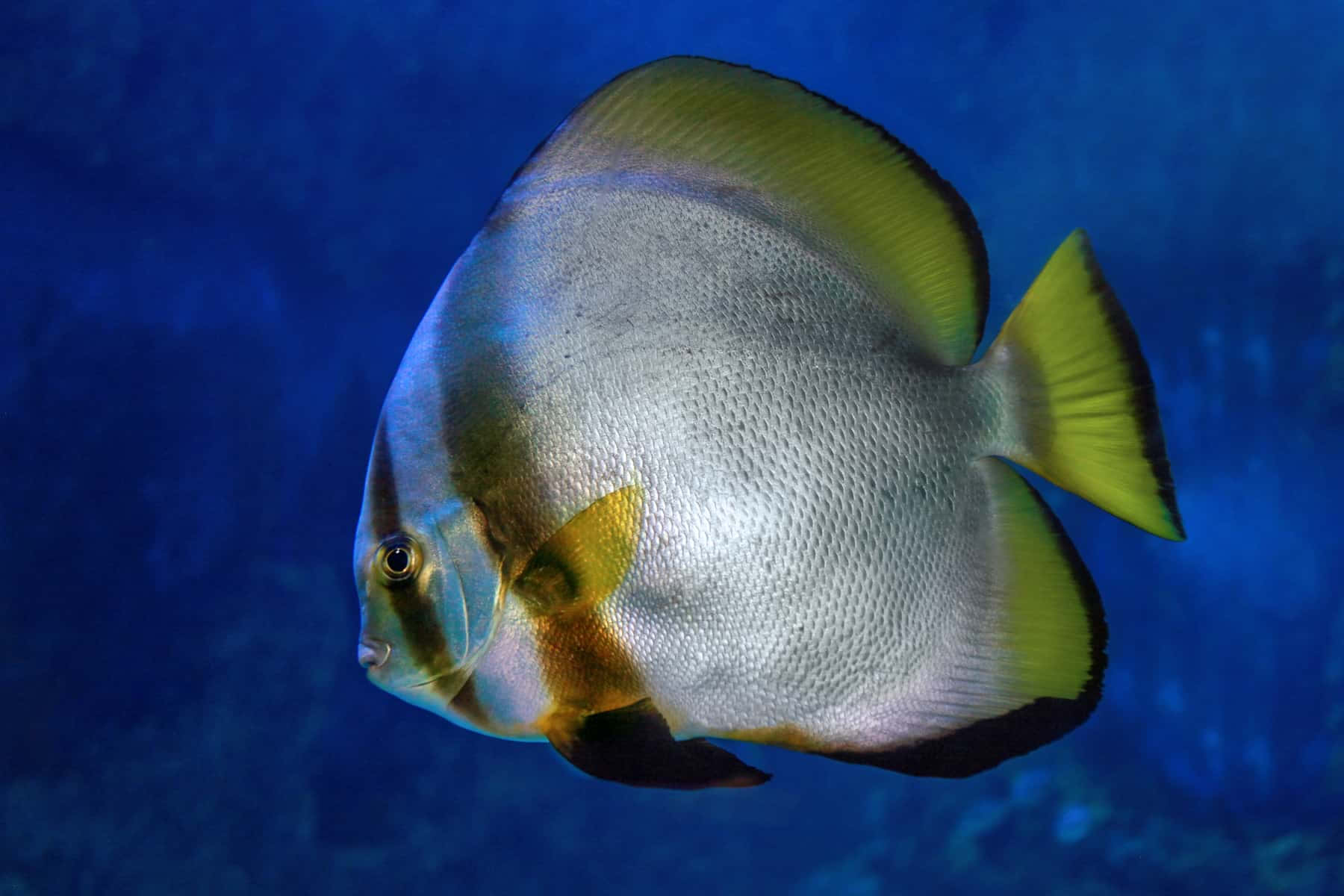 Teira Batfish Underwater Photography Wallpaper