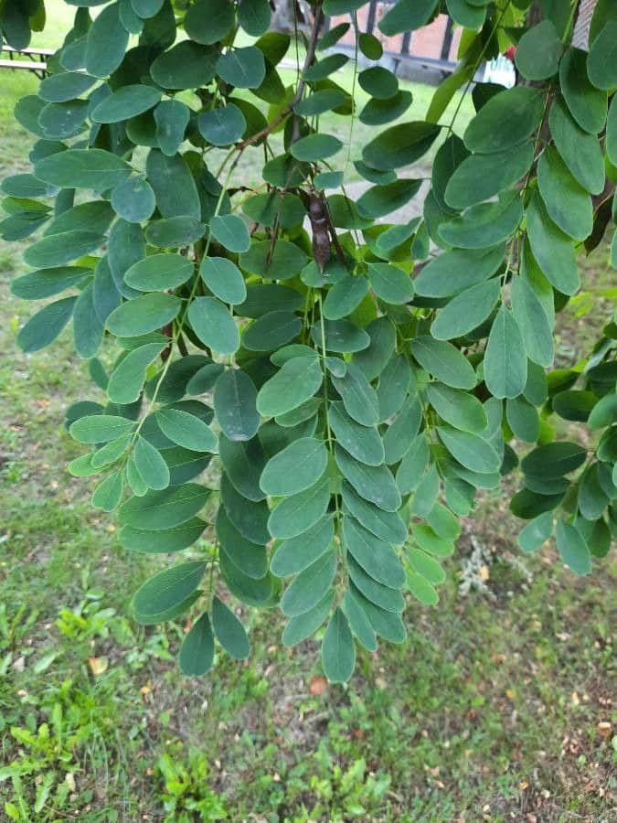 “the Beautiful Black Locust Tree” Wallpaper