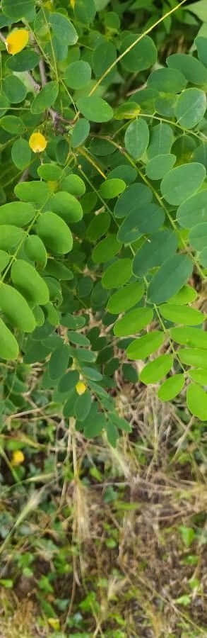 The Beautiful Black Locust Tree Wallpaper