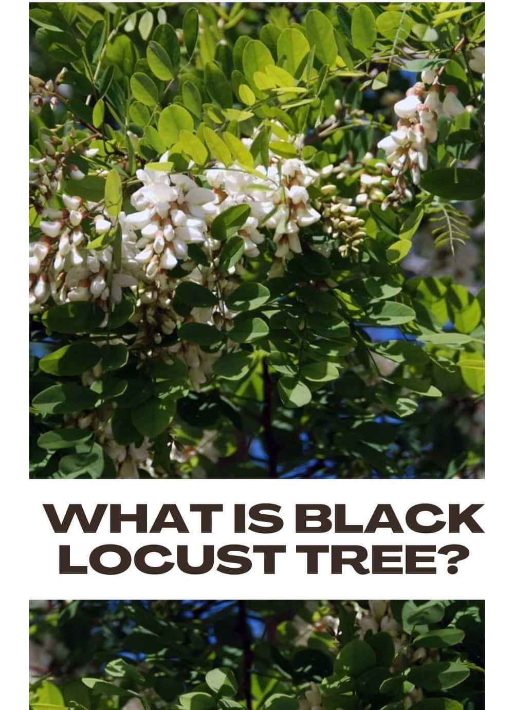 The Beauty Of A Black Locust Tree In Nature Wallpaper