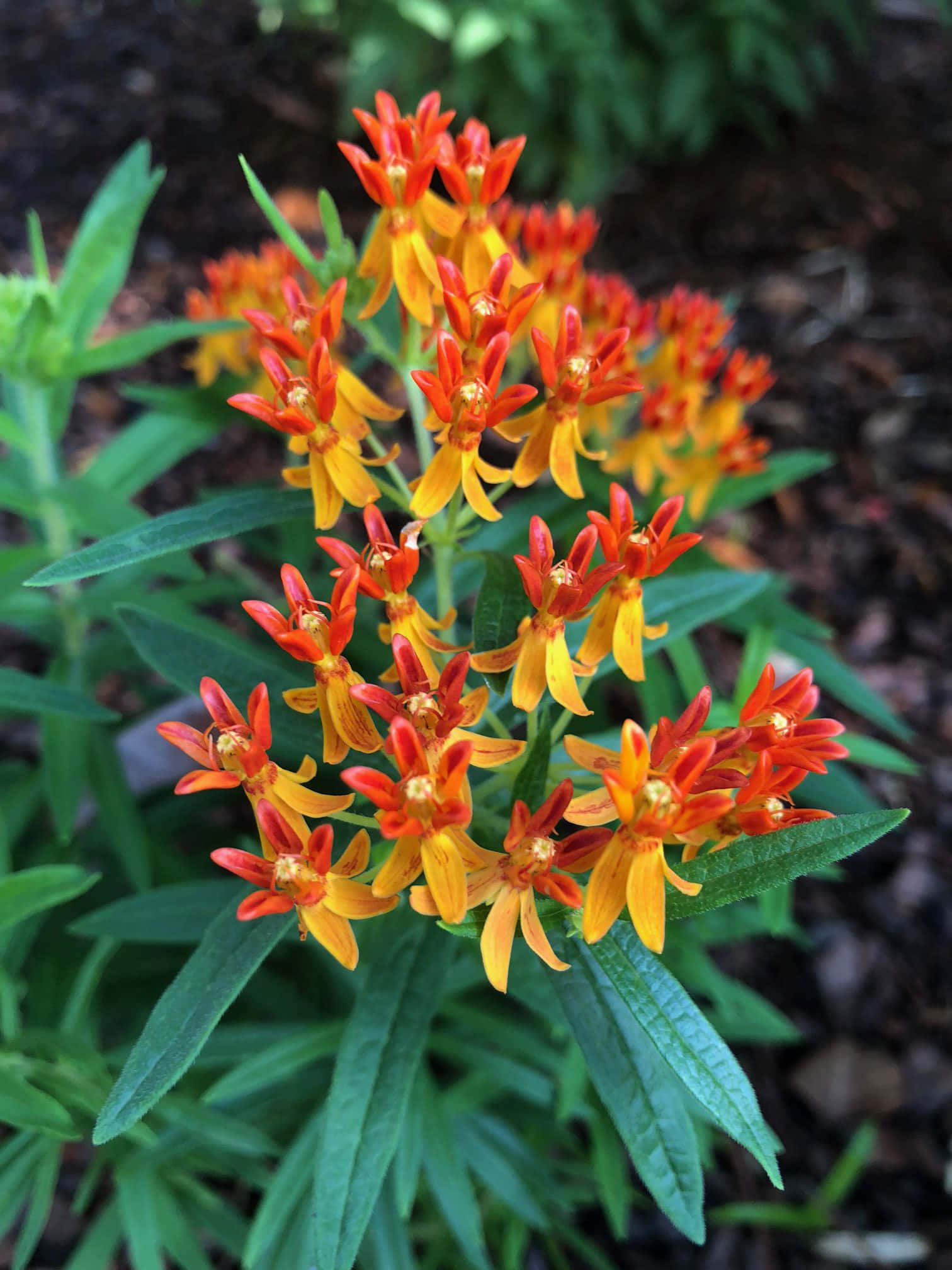 The Beauty Of Butterfly Weed Wallpaper