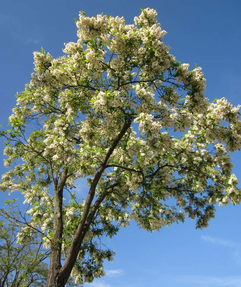 The Beauty Of Nature: A Close Up Of A Black Locust Flower