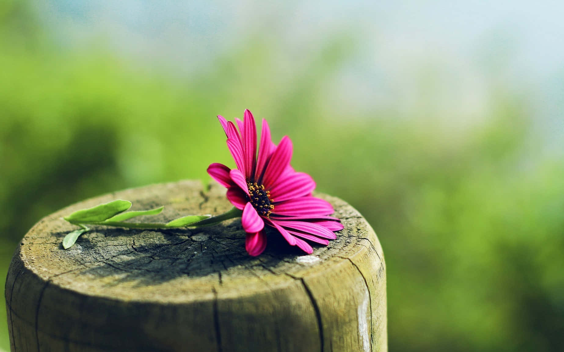 The Beauty Of Nature - A Perfect Pink Flower Wallpaper