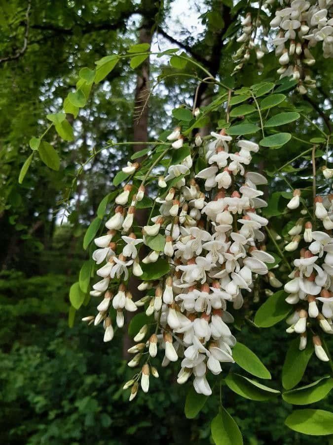 The Beauty Of Nature Embodied In Black Locust. Wallpaper