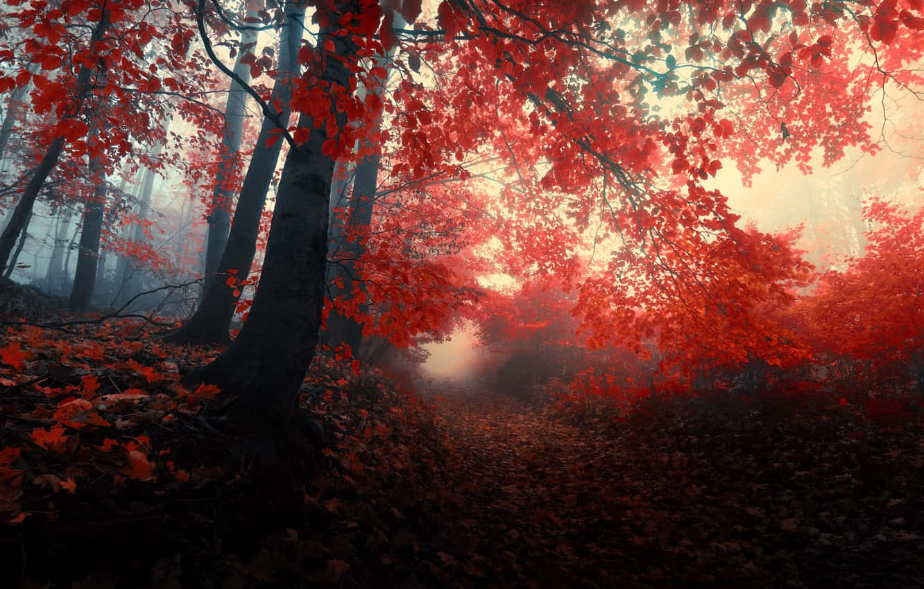 The Beauty Of Red Forest Wallpaper