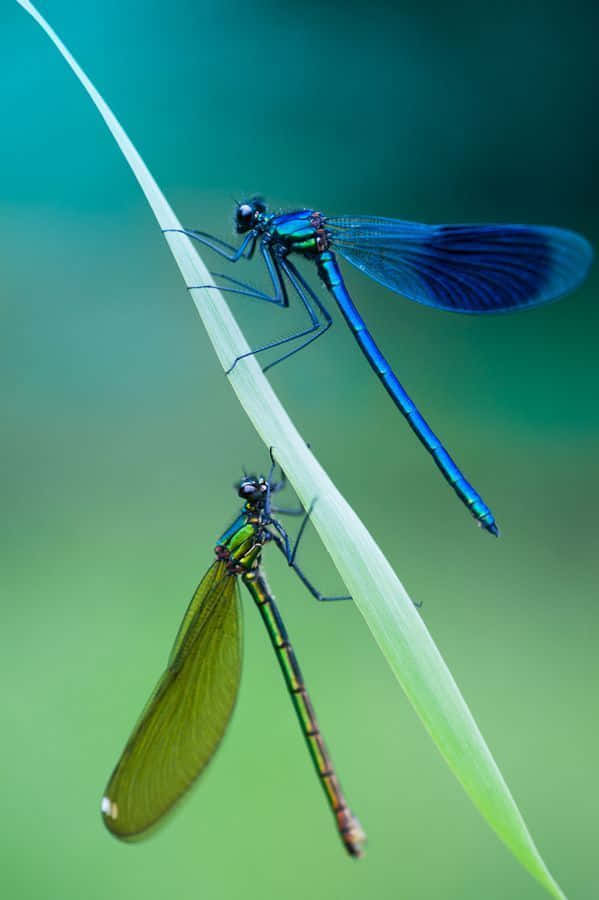 The Beauty Of The Blue Dragonfly Wallpaper