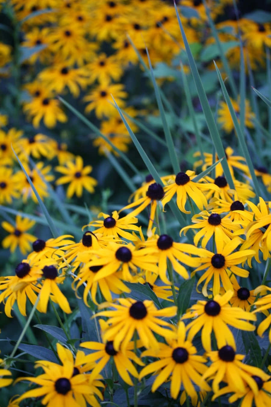 The Bright And Vibrant Petals Of A Black Eyed Susan Wallpaper