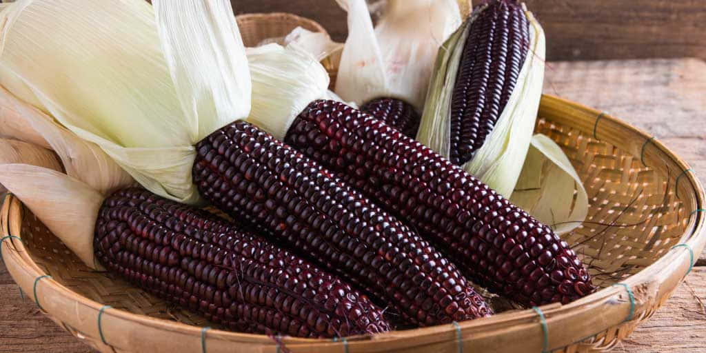 The Colorful, Vibrant World Of Purple Corn Wallpaper