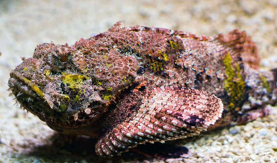 The Elusive Beauty Of A Stonefish Lying In Wait Wallpaper