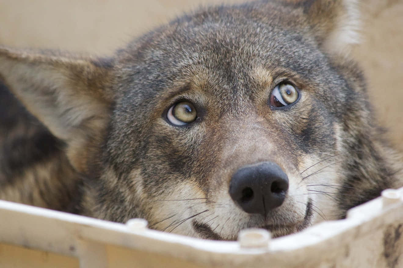 The Enchanting Stare Of A Gray Wolf Wallpaper