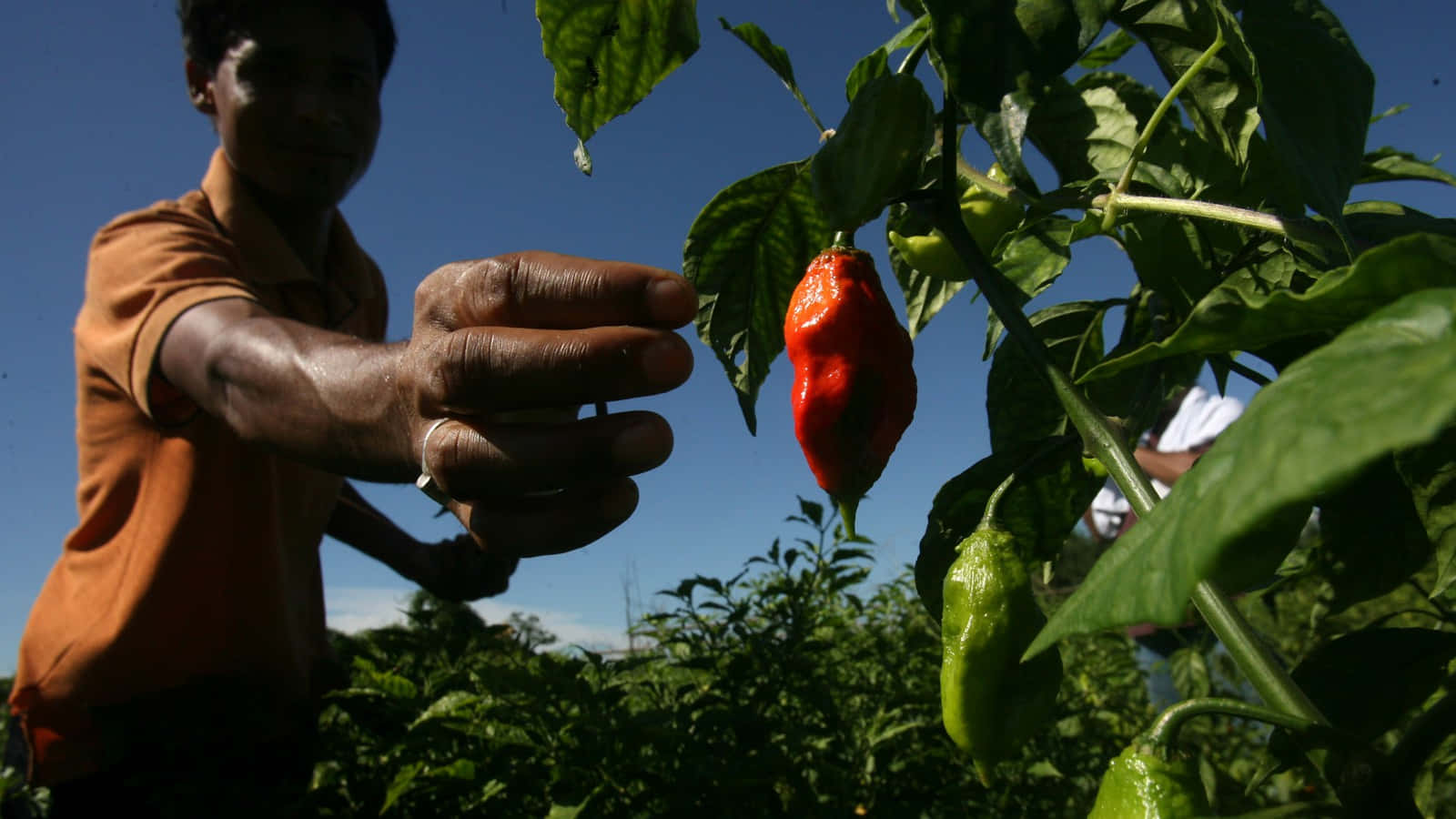 The Fiery Kick Of The Ghost Pepper