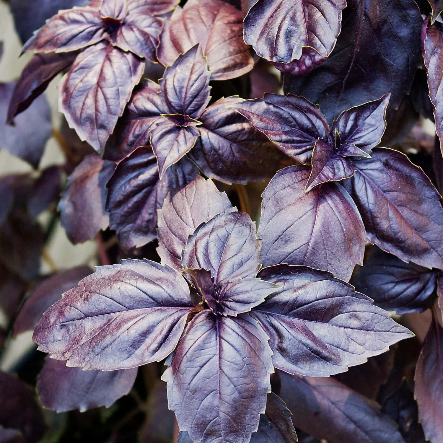 The Fragrance Of Freshly Picked Purple Basil Wallpaper