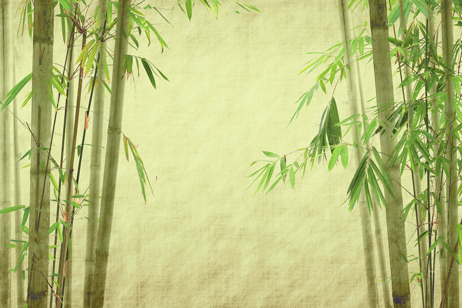 The Fresh Elegance Of Green Bamboo Wallpaper